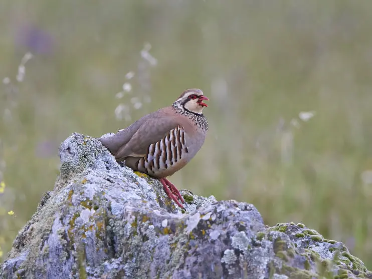 https://countrypursuitsphotography.co.uk